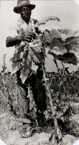 Tobacco Picker, Rocky Mount, N. C.