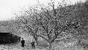 Robinson Cove Orchard. Views of apple trees. Near Ragged Mountain