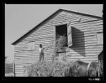 [Untitled photo, possibly related to: Negro helper putting peavine hay into barn loft. Mr. J.V. Harris' farm, nine miles south of Chapel Hill on Highway 15. Chatham County, North Carolina]