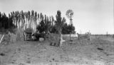 Argentina, cattle near orchard with windmill at Estancia Jones