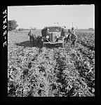 Ontario, Malheur County, Oregon. October 1939. Loading a truck in a sugar beet field