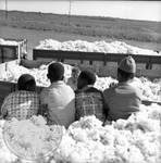 African American children and white children playing in bin of cotton: Image 6