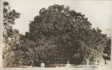 Photograph; Giant Magnolia.