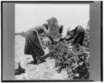 Berry pickers. Southern New Jersey. These pickers are Negroes brought in by truck from Delaware