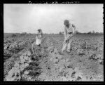 Hoeing. Alabama negro tenant farmer and part of his family. Eutaw, Alabama