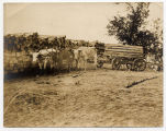 Oxen team hauling crossties at tieyard