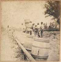 Row of barrels with harvested potatoes