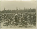 White men in fields of tobacco