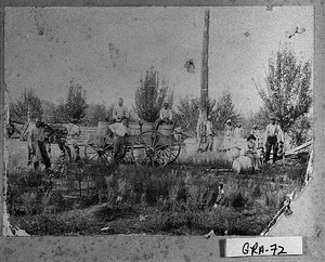 Photograph of men working in a field, Grady County, Georgia, ca. 1900 -1920