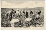 Cotton Picking, Pinehurst N.C.