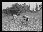 Negro tenants picking cotton on Highway 15 about seven miles south of Chapel Hill. Chatham County, North Carolina