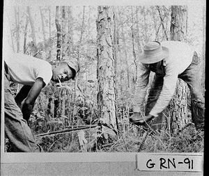 Photograph of two African-Americans cutting a tree, Greene County, Georgia, 1950 or 1951