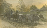 Marvin, and African American man, with his oxen team on a dirt road in Wilcox County, Alabama.