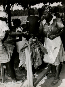 Women Hanging Tobacco