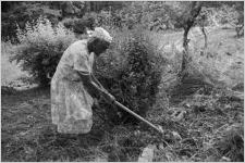 Vegetable Patch