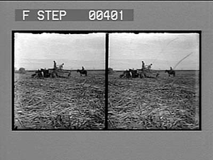 A load of cane on a sugar plantation near New Orleans, La. [Active no. 809 : stereo photonegative.]