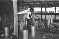 African American man feeding chickens