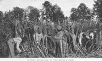 Cutting sugar-cane on the school's farm